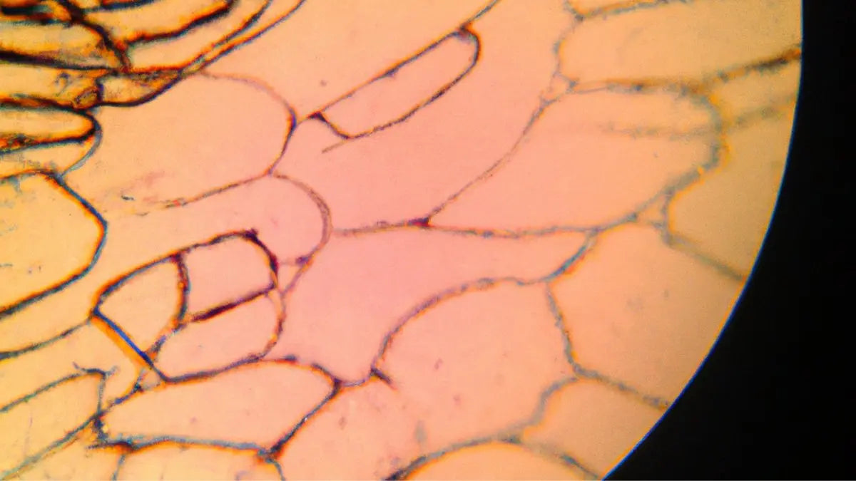Cuda gojenia Lumaflex® - medycyna regeneracyjna i fotobiomodulacja