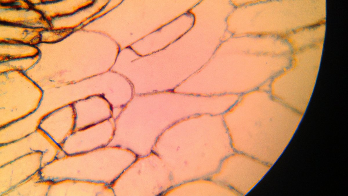 Cuda gojenia Lumaflex® - medycyna regeneracyjna i fotobiomodulacja