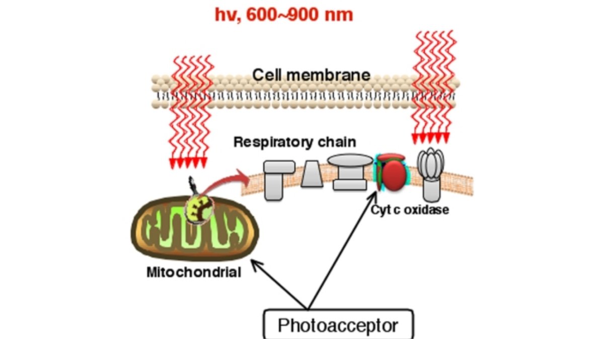 Kondycja fizyczna z Lumaflex® - zwiększenie wytrzymałości i siły w treningu