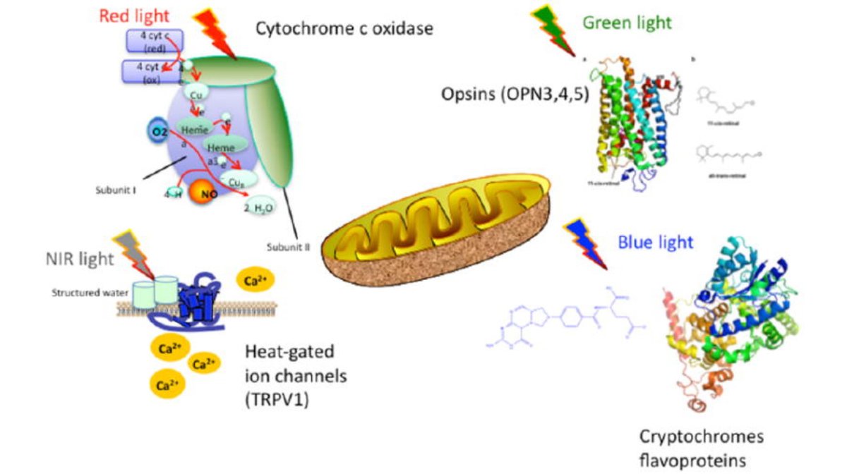 Odrastanie włosów terapią światłem czerwonym Lumaflex® - leczenie łysienia androgenowego