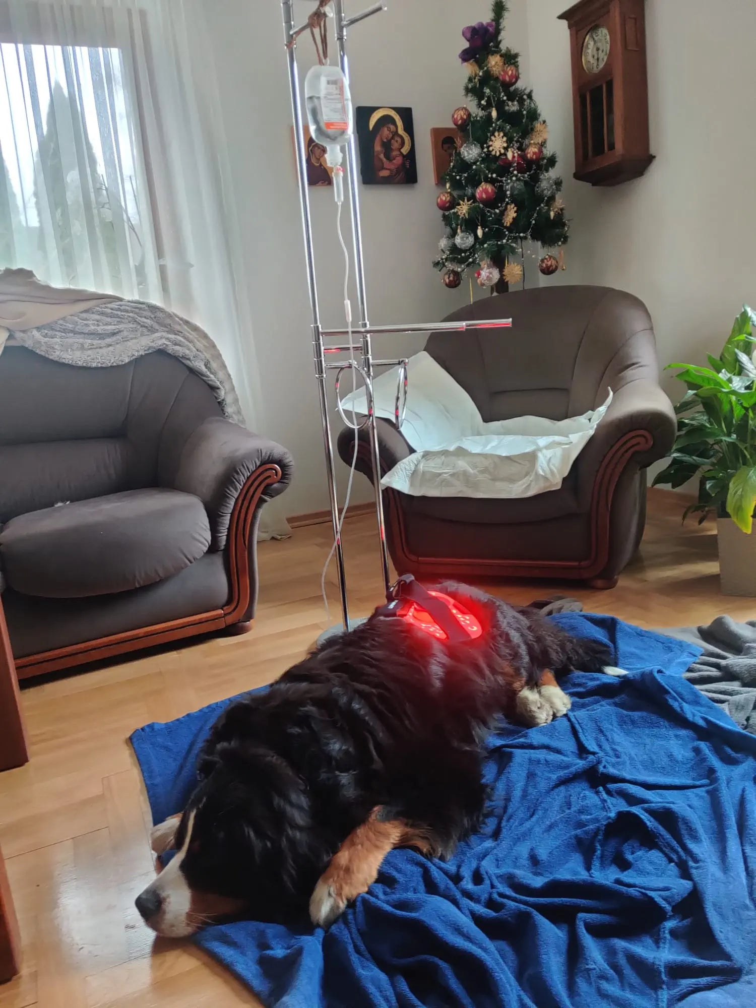 Terapia światłem czerwonym w celu łagodzenia neuropatii u zwierząt Lumaflex® Polska
