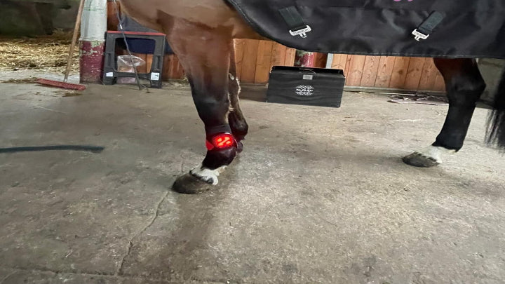 Biologiczne i biochemiczne efekty terapii światłem dla koni