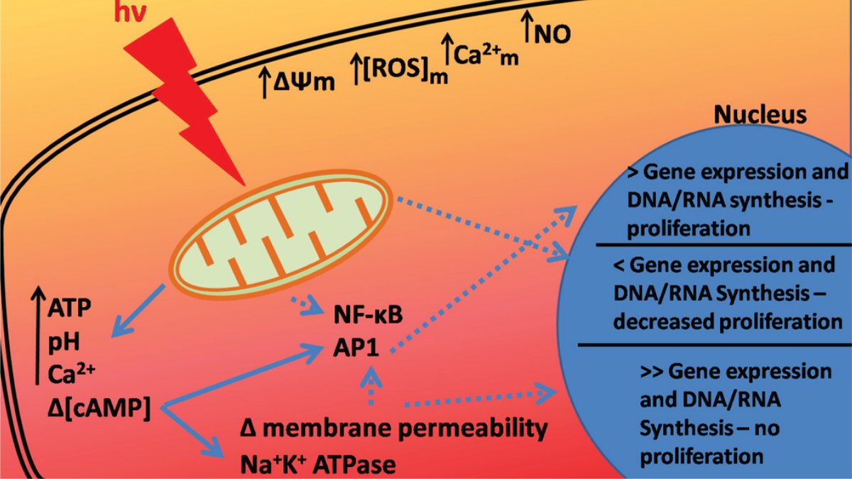 Photobiomodulation