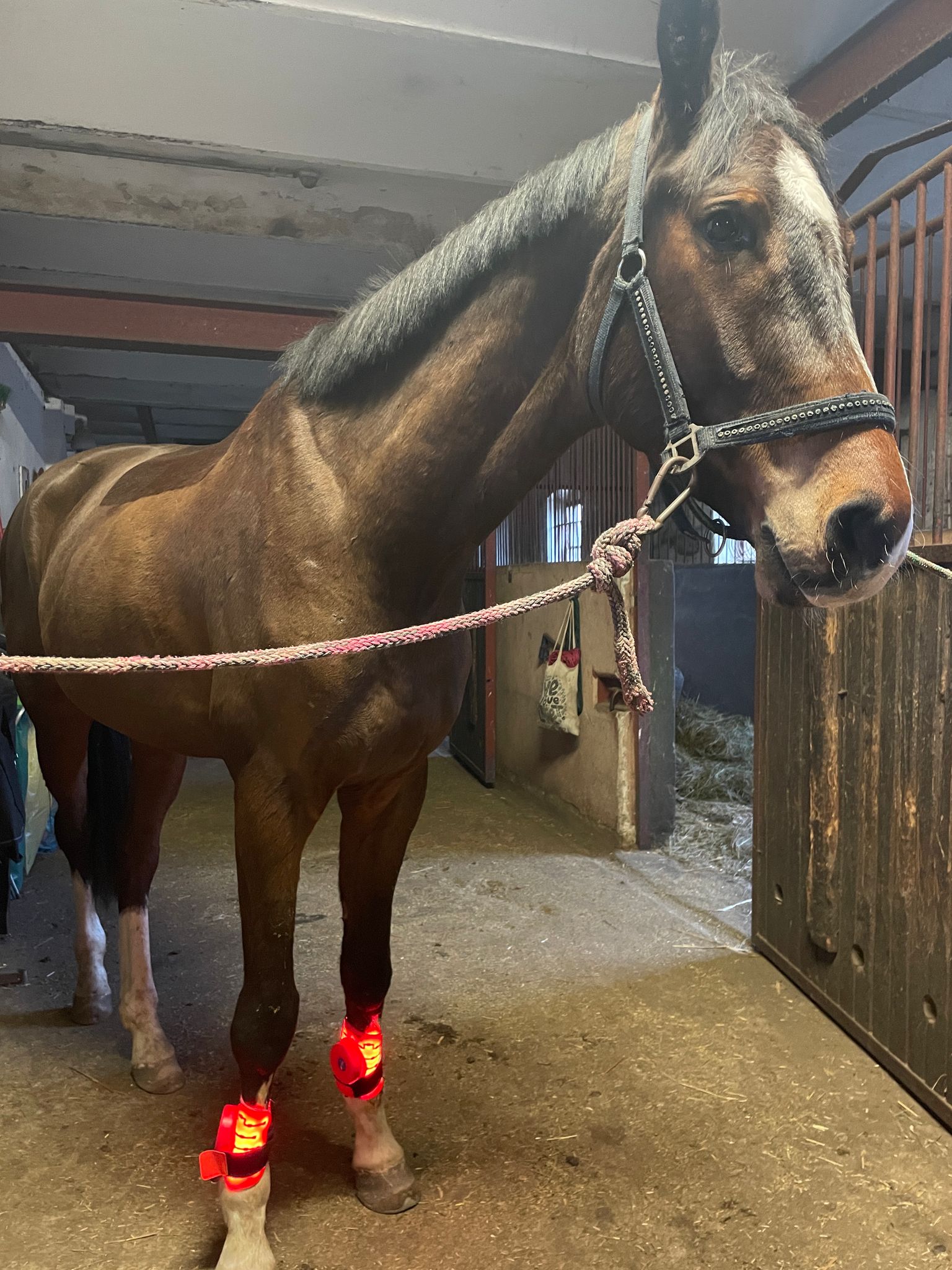 Regeneracja i Zdrowie u Koni dzięki Terapii Światłem Czerwonym