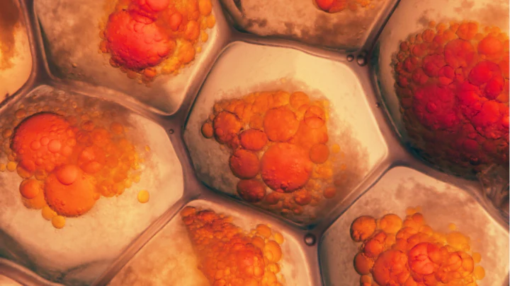 Fotobiomodulacja badania kliniczne