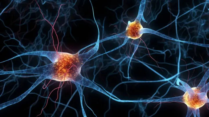 Terapia LED bliskiej podczerwieni w celu regeneracji nerwów Lumaflex® Polska