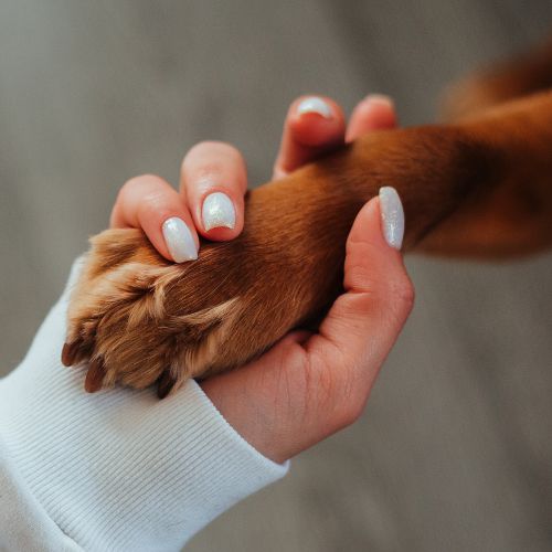 Leczenie przewlekłe u psów: Ulga w szpitalu