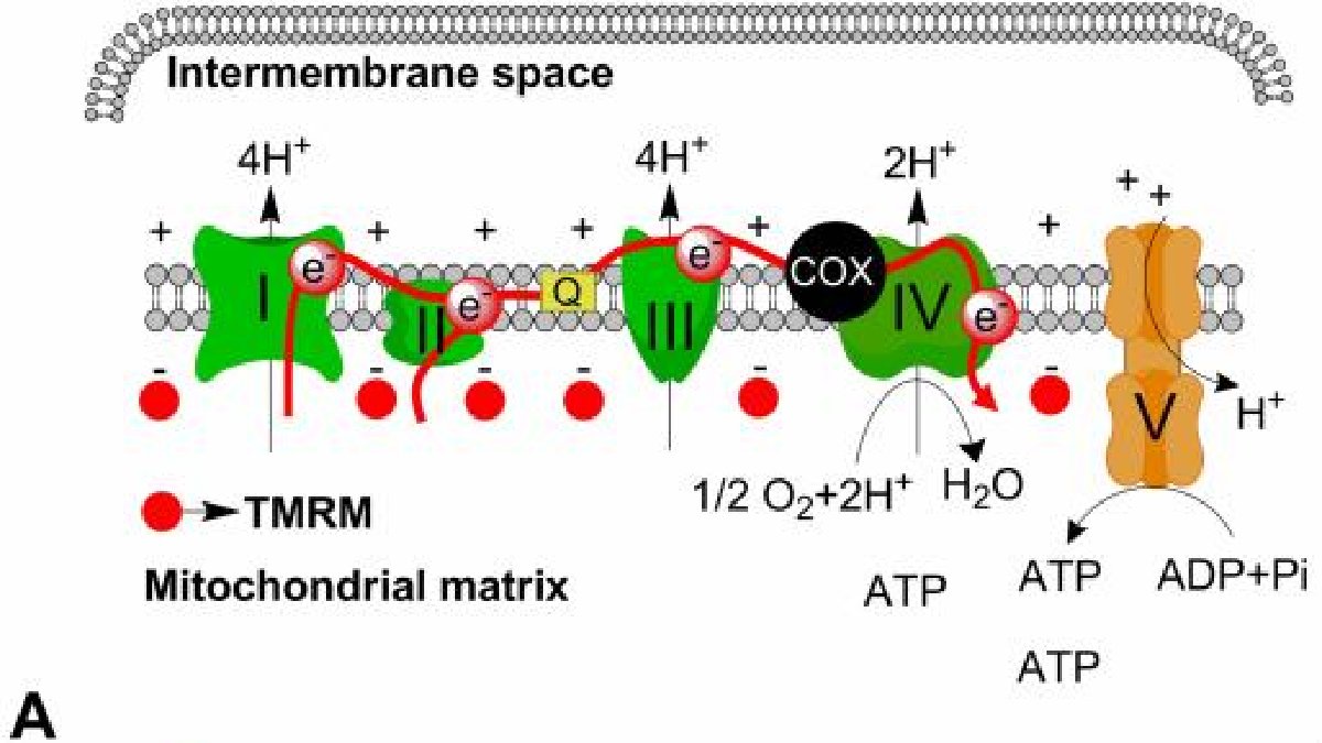 Regeneracja skóry Lumaflex® - poprawa tonu i tekstury skóry