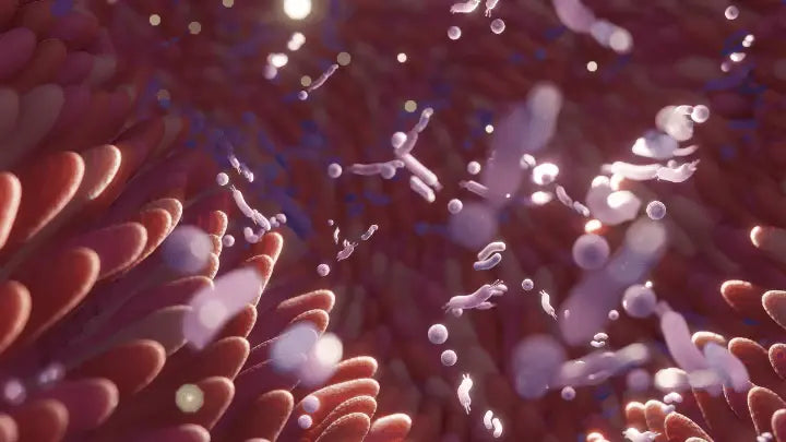Zaburzenie Mikrobioty Jelitowej :Czy Terapia Światłem (PBMT) może pomóc? Lumaflex® Polska