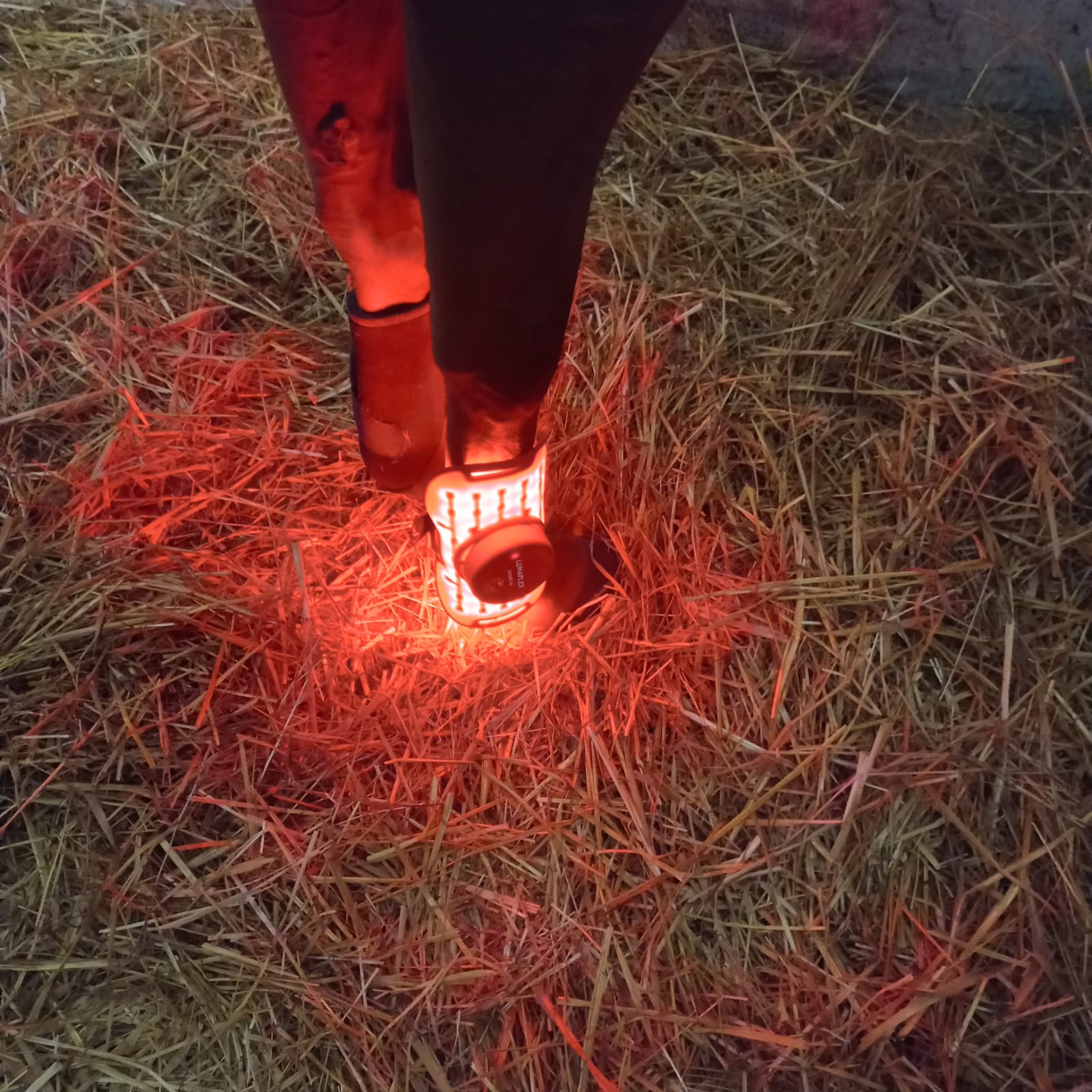 Lumaflex dla koni fotobiomodulacja Essential plus regeneracja po urazie