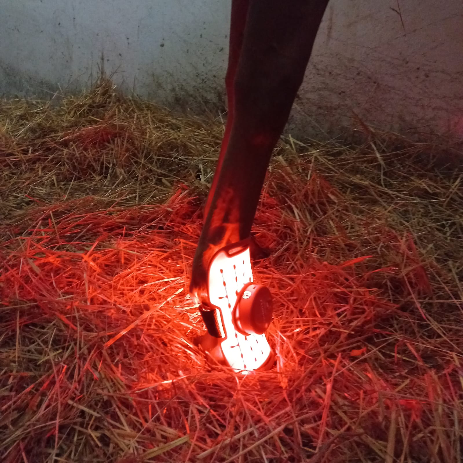 Lumaflex® Essential + Horse - Zestaw  4x panel